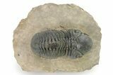 Detailed Reedops Trilobite - Atchana, Morocco #319930-3